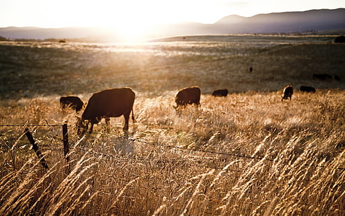 brown cows, sunlight, farm, fence, landscape, cow, animals, field, HD wallpaper HD wallpaper