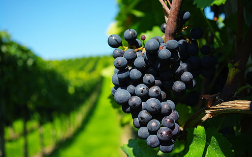 Anggur yang matang, blueberry, buah-buahan, anggur hitam, Wallpaper HD HD wallpaper