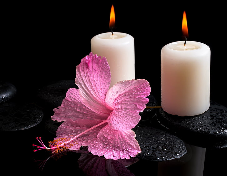 różowy kwiat hibiskusa i dwie świece, kwiat, woda, krople, świece, hibiskus, kamienie Spa, Tapety HD