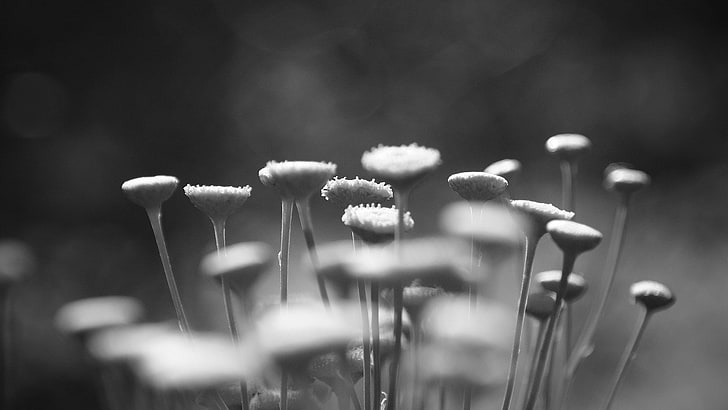 foto en escala de grises de flores tansy, foto en escala de grises de flores de crisantemo, primer plano, monocromo, naturaleza, macro, plantas, flores, Fondo de pantalla HD