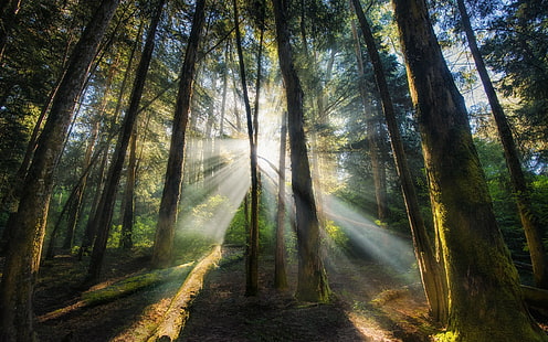 зелени дървета, природа, пейзаж, мъгла, гора, сутрин, слънчеви лъчи, дървета, Индия, HD тапет HD wallpaper