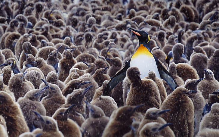 สัตว์สัตว์ป่านกเพนกวินสัตว์เลี้ยงลูกด้วยนม, วอลล์เปเปอร์ HD