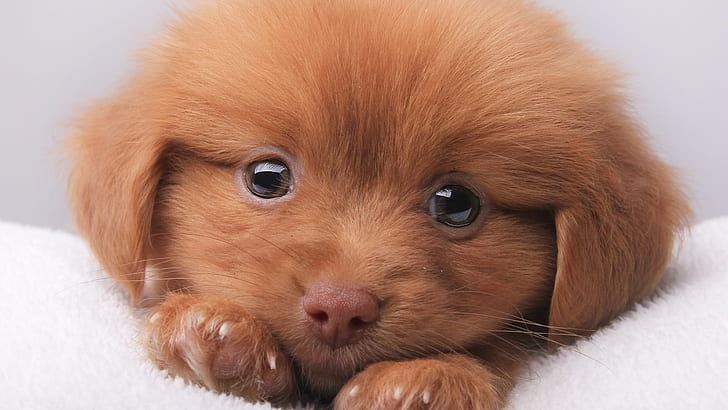 Dogs, Puppy, Animal, Brown, Cute, Dog, Face, HD wallpaper