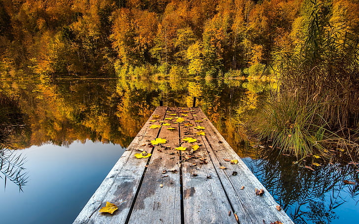 秋の湖、森と落葉樹、秋、湖、森、落葉樹、 HDデスクトップの壁紙