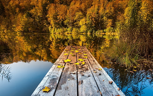 秋の湖、森と落葉樹、秋、湖、森、落葉樹、 HDデスクトップの壁紙 HD wallpaper