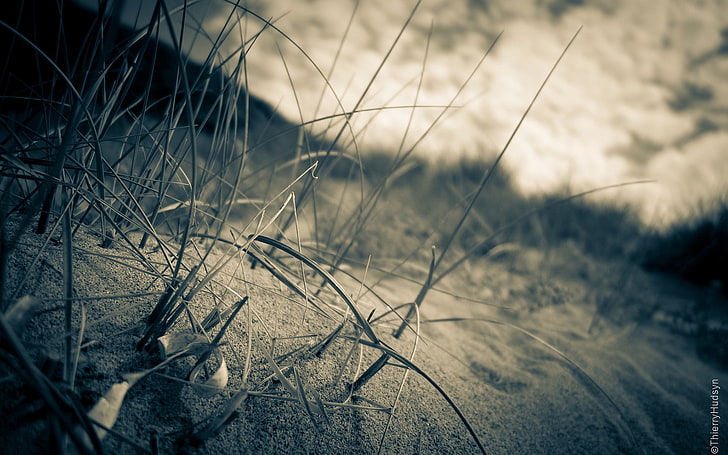 bidang rumput, closeup, tanaman, makro, pasir, Wallpaper HD
