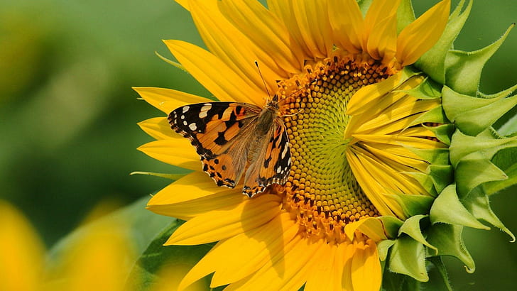 *** Butterfly On Sunflower ***, slonecznik, owady, zwierzeta, motyle, animals, HD wallpaper