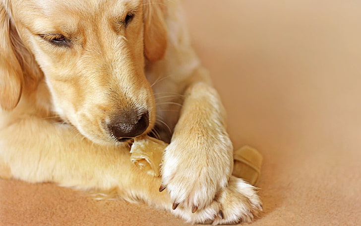 adult golden retriever, dogs, paws, muzzle, play, nose, HD wallpaper