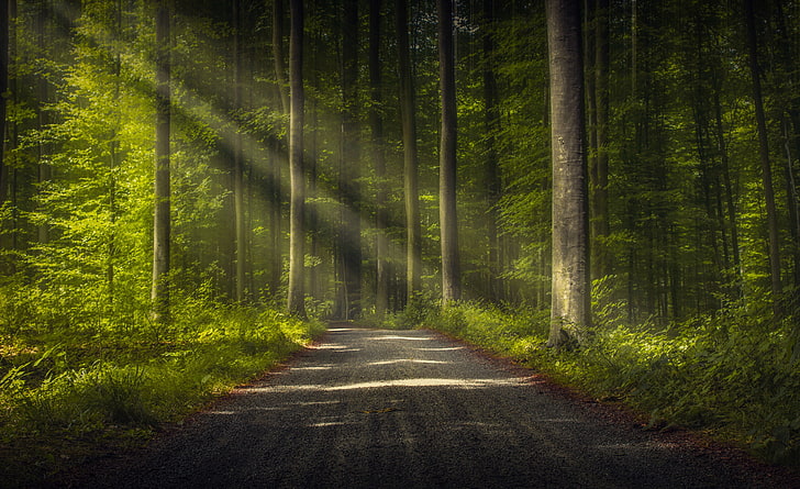 trees, road, forest, nature, sun rays, HD wallpaper