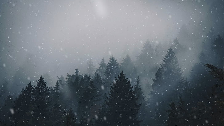 pohon pinus, hutan, pohon, pemandangan, kabut, salju turun, mendung merata, musim dingin, Wallpaper HD