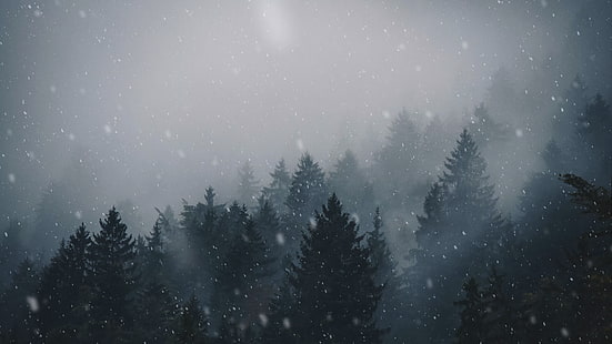 pohon pinus, hutan, pohon, pemandangan, kabut, salju turun, mendung merata, musim dingin, Wallpaper HD HD wallpaper
