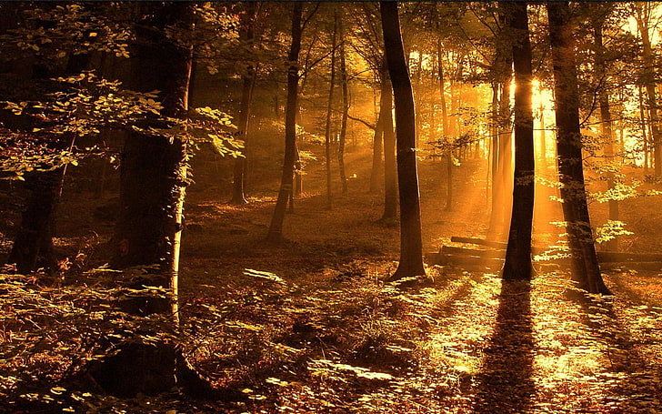 茶色の葉の木、森、風景、自然、 HDデスクトップの壁紙