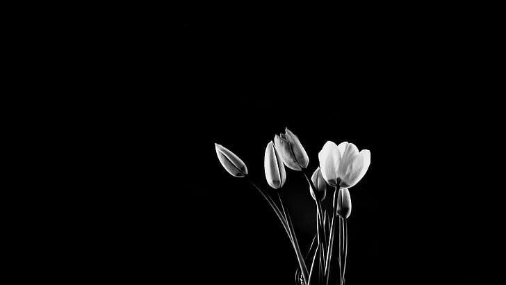 꽃, 튤립, 흑백의, 꽃, HD 배경 화면