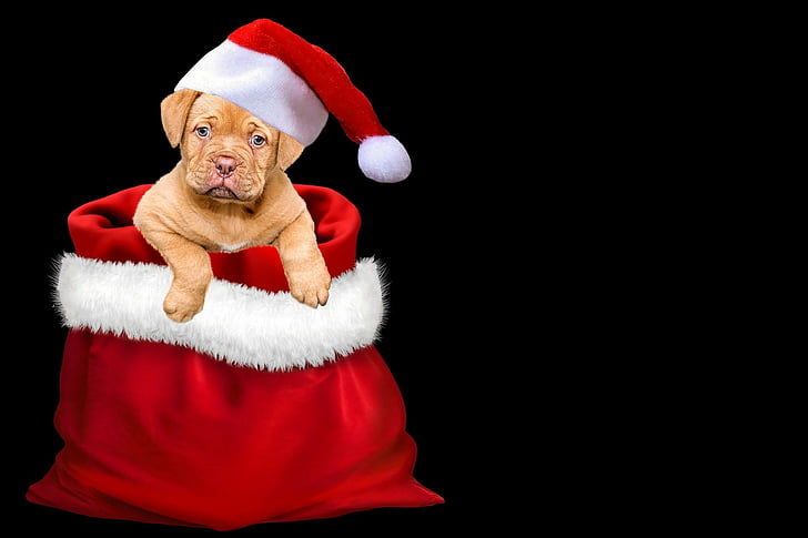 สุนัขลูกสุนัข Dogue de Bordeaux หมวกซานต้า, วอลล์เปเปอร์ HD