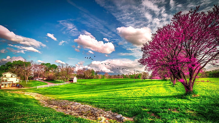 arbol, naturaleza, paisaje, primavera, valle, Fondo de pantalla HD