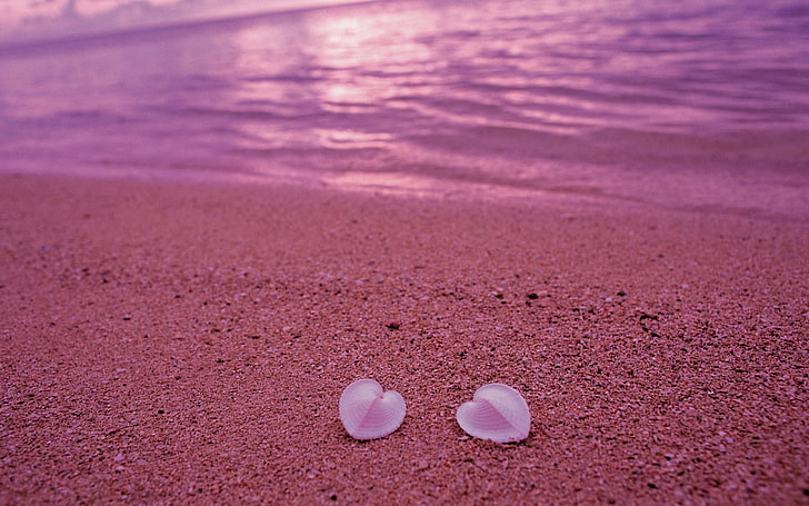 pétalos de rosa, conchas marinas, playa, corazón, arena, rosa, Fondo de pantalla HD