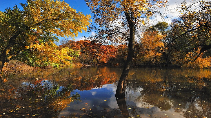 pintura de árbol marrón y negro, naturaleza, lago, otoño, agua, árboles, nubes, paisaje, plantas, Fondo de pantalla HD