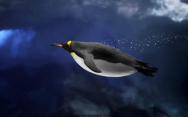 черно-белый пингвин, подводный, пингвины, птицы, HD обои