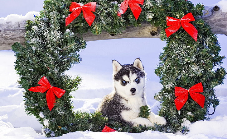 husky siberiano adulto, neve, natal, filhote de cachorro, husky, HD papel de parede