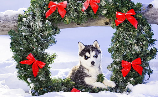 взрослый сибирский хаски, снег, рождество, щенок, хаски, HD обои HD wallpaper