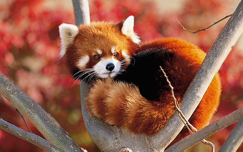 zwierzęta, czerwona panda, natura, czerwony, Tapety HD HD wallpaper