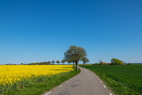 road with tress and flowers under blue sky, Yellow, field, road, tress, flowers, blue sky, Raps, Söderslätt, canola, countryside, fält, landscape, landskap, rape seed, väg, exif, model, canon eos, 760d, geo, country, camera, iso_speed, focal_length, mm, aperture, ƒ / 10, geo:location, lens, ef, s18, f/3.5, state, city, canon, nature, rural Scene, agriculture, blue, sky, summer, oilseed Rape, outdoors, flower, farm, HD wallpaper HD wallpaper