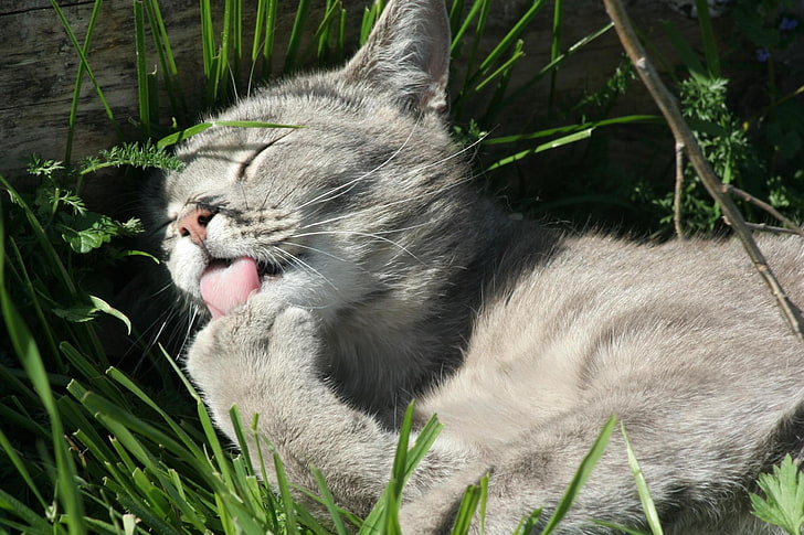 gato gris de capa corta, gatito, hierba, lengua, lavado, Fondo de pantalla HD