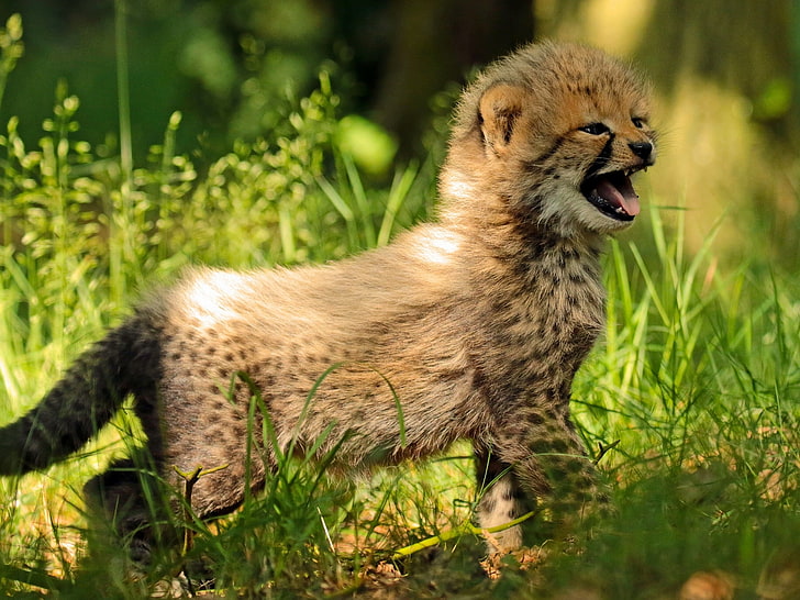 brązowy gepard, trawa, niemowlę, gepard, młode, kotek, Tapety HD