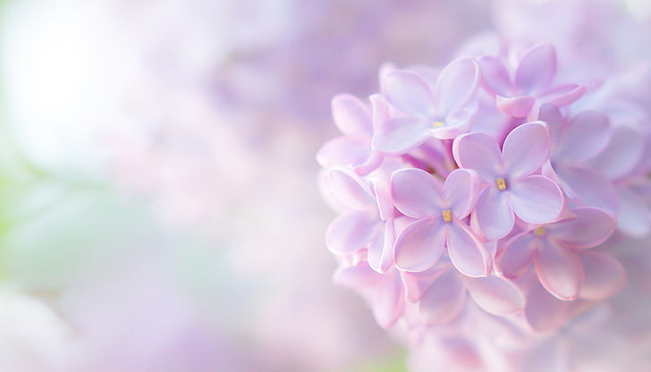pink flowers, macro, tenderness, lilac, inflorescence, HD wallpaper