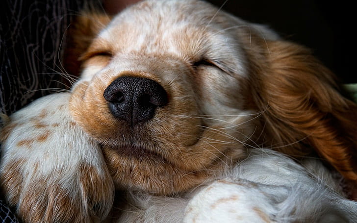 anjing, binatang, spaniel, anak anjing, tidur, Wallpaper HD