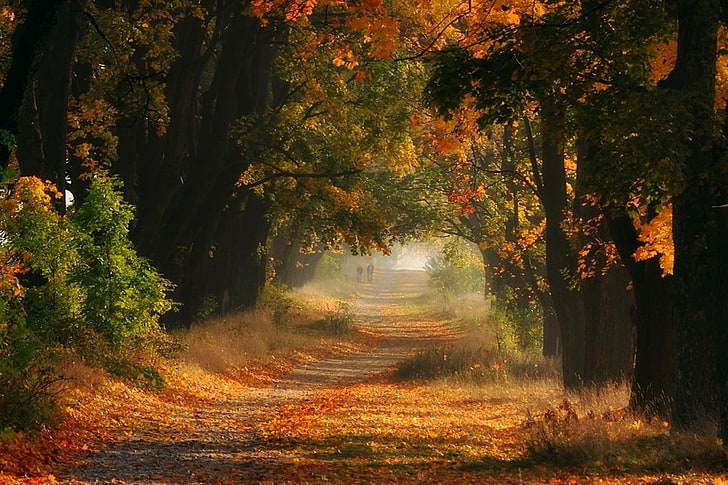 árvores e grama, árvores durante o dia, outono, grama, árvores, estrada, caminho, arbustos, folhas, verde, ouro, natureza, paisagem, HD papel de parede