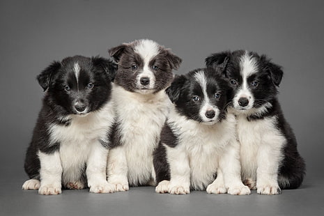白と黒の子犬、子犬、カルテット、ボーダーコリー、 HDデスクトップの壁紙 HD wallpaper
