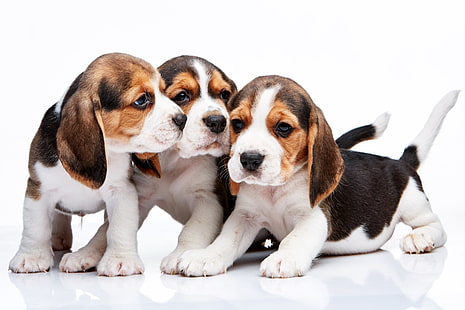 Hundar, Beagle, HD tapet HD wallpaper