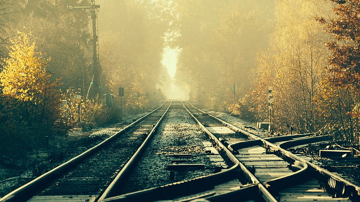 trilho de trem, trem, estrada de ferro, faixas, floresta, HD papel de parede