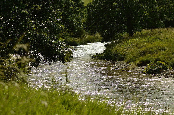 bright river, river, riverbank, sparkling, stream, sunlight, HD wallpaper