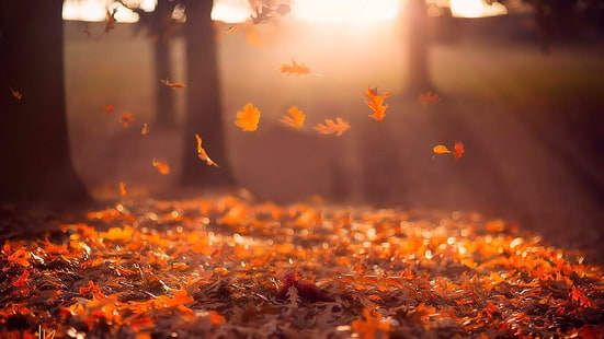 가을, 잎, 햇빛, 아침, 붉은 잎, 가을, 일광, 숲, 사진, 사진, 풍경, 나무, HD 배경 화면 HD wallpaper