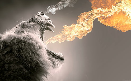 Лъв ревящи пламъци, селективна цветна снимка на огън, лъв, животно, графика, огън, пламък, HD тапет HD wallpaper