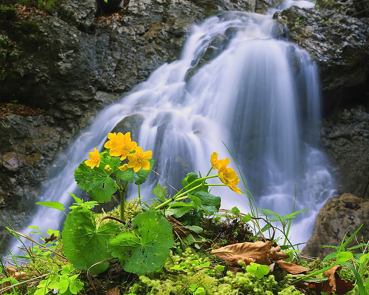 woda spada i żółte płatki kwiatów, wodospad, skały, kwiat, Tapety HD