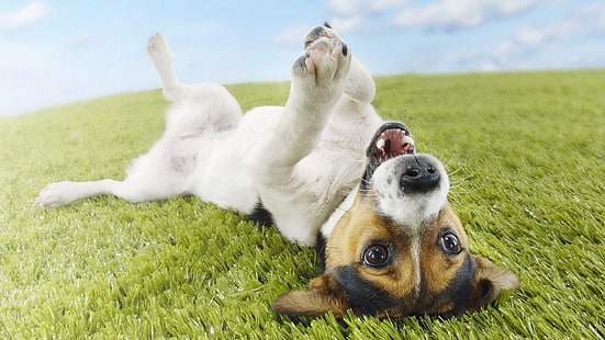 cute, funny, doggie, dog, happy, fun, animals, jack russell terrier, dog breed, jack russell, terrier, HD wallpaper HD wallpaper