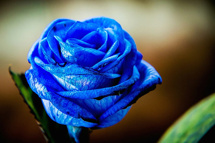 rose bleu fleurs bleues floues, Fond d'écran HD