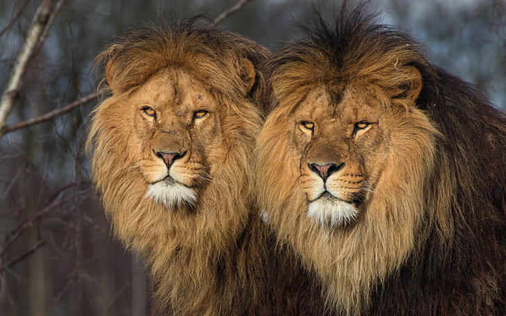 animali, gatti, natura, sfondo, predatori, Leone, coppia, gatti selvatici, leoni, due, Sfondo HD