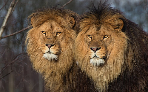 animals, cats, nature, background, predators, Leo, pair, wild cats, lions, two, HD wallpaper HD wallpaper