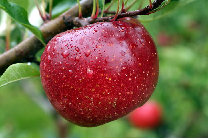 плоды капли воды яблоки фруктовые деревья Технология Apple HD Art, яблоки, фрукты, капли воды, фруктовые деревья, HD обои