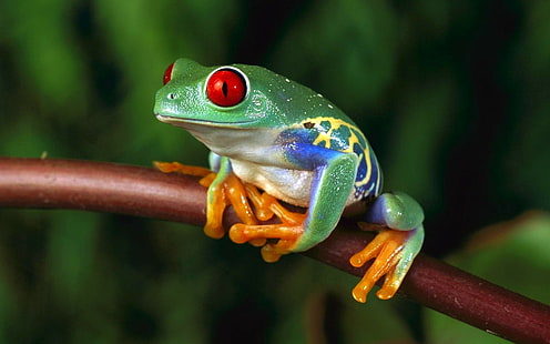 жаба, животни, земноводни, червенооки дървесни жаби, HD тапет HD wallpaper