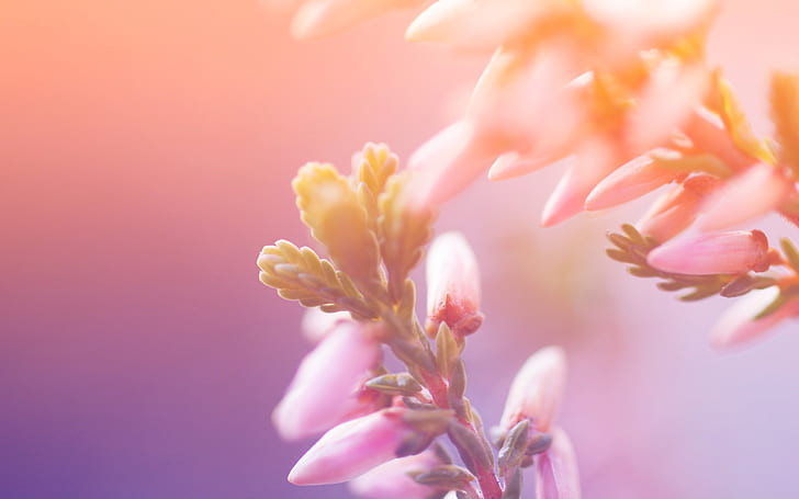 Kuncup bunga, latar belakang blur, bunga petaled, Bunga, Kuncup, Blur, Latar Belakang, Wallpaper HD