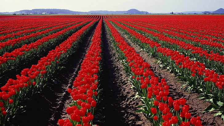 красный тюльпан цветок поле, поле, тюльпаны, небо, HD обои