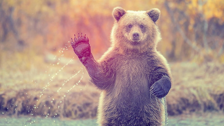 brązowy niedźwiedź grizzly, niedźwiedzie, Tapety HD