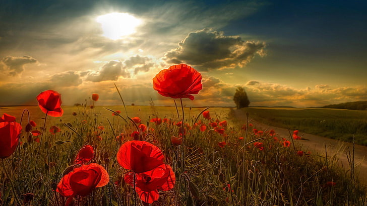 Mohn, Wolken, Feld, Mohnfeld, Blumen, Blumenfeld, Sommer, Sonnenlicht, ländliches Gebiet, Wiese, rote Blumen, HD-Hintergrundbild