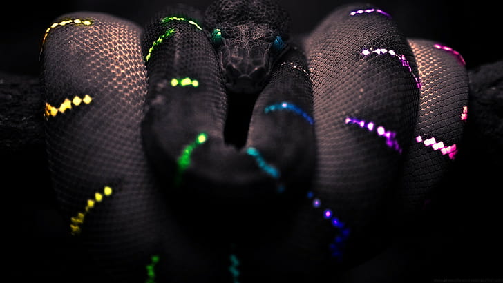 ular hitam pewarna selektif boa constrictor, Wallpaper HD