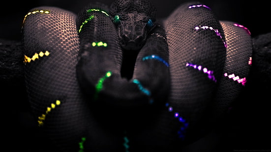 ular hitam pewarna selektif boa constrictor, Wallpaper HD HD wallpaper